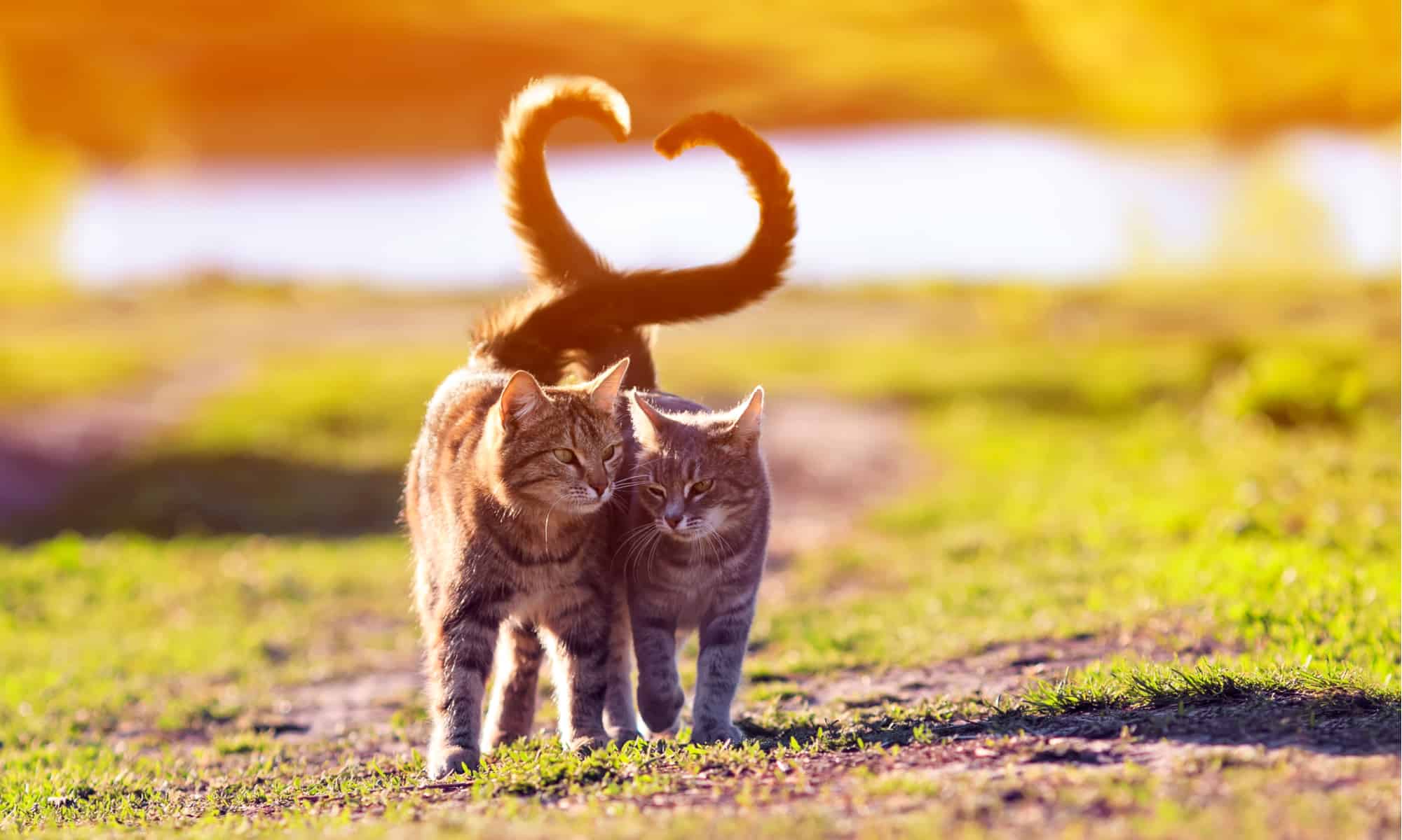 Decoding Cat Communication: What Their Tails Really Mean
