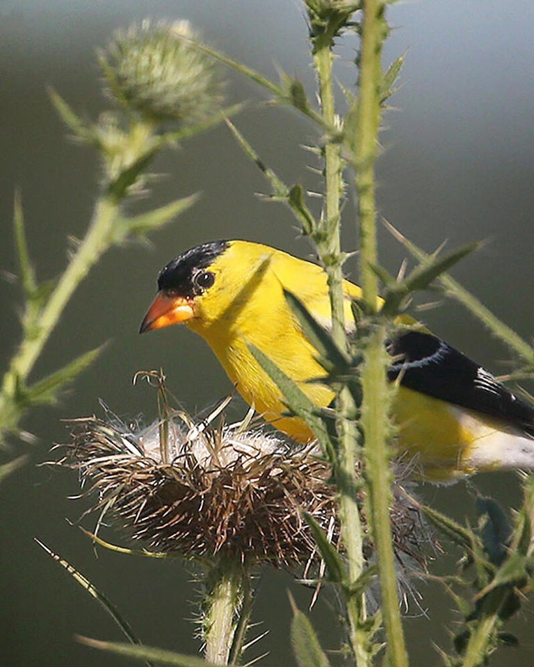 Spring is hummingbird migration season: When are they coming to New York?