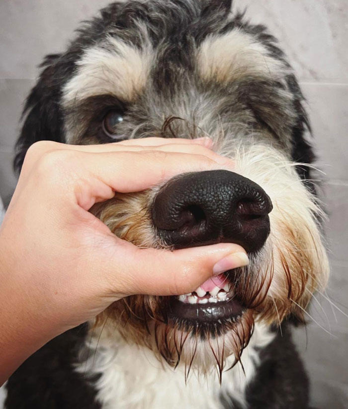 How To Brush Dog Teeth: Explained By A Vet