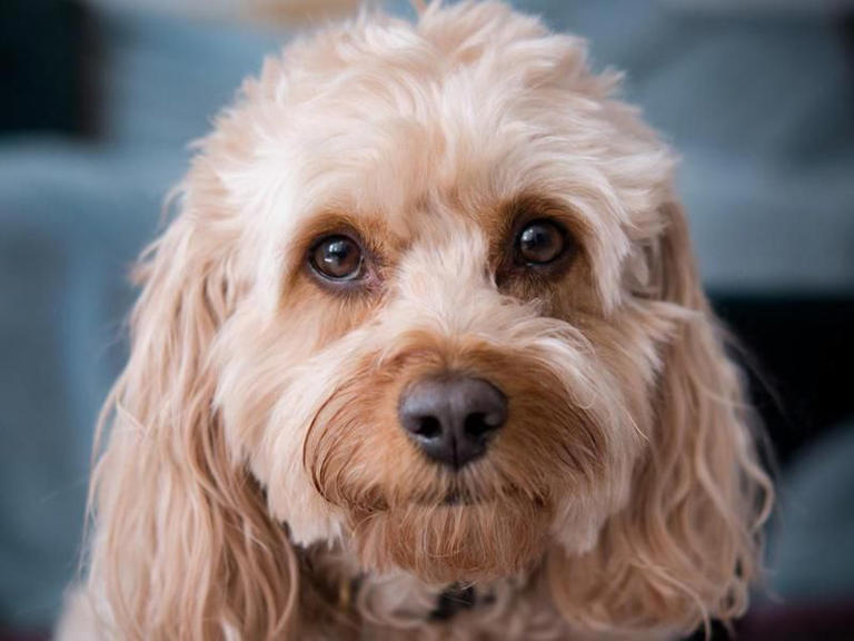 50 Best Hypoallergenic Dog Breeds That Don't Shed