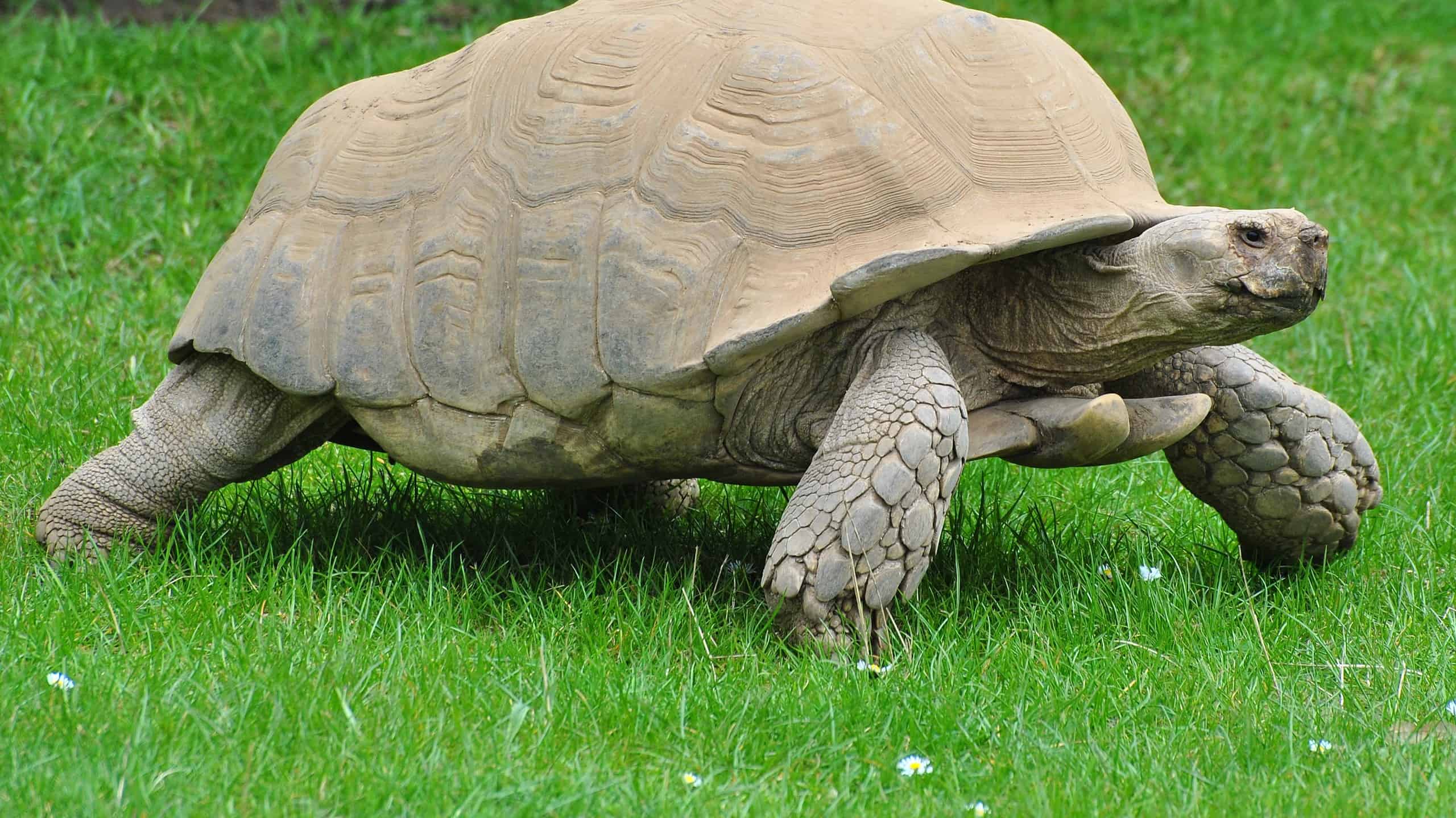 The Best Tortoise Breeds to Keep as Pets