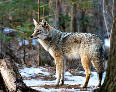 Vermont Tones Down an Animal Rights Overhaul of Its Wildlife Board After Hunter Pushback<br><br>