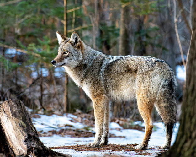 Vermont Tones Down an Animal Rights Overhaul of Its Wildlife Board After Hunter Pushback