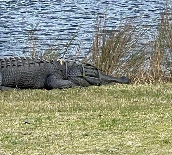 Personnel from the University of Georgia's Coastal Ecology Lab came to the rescue of an alligator named King Arthur who got a tomato cage stuck around his neck on a South Carolina golf course.