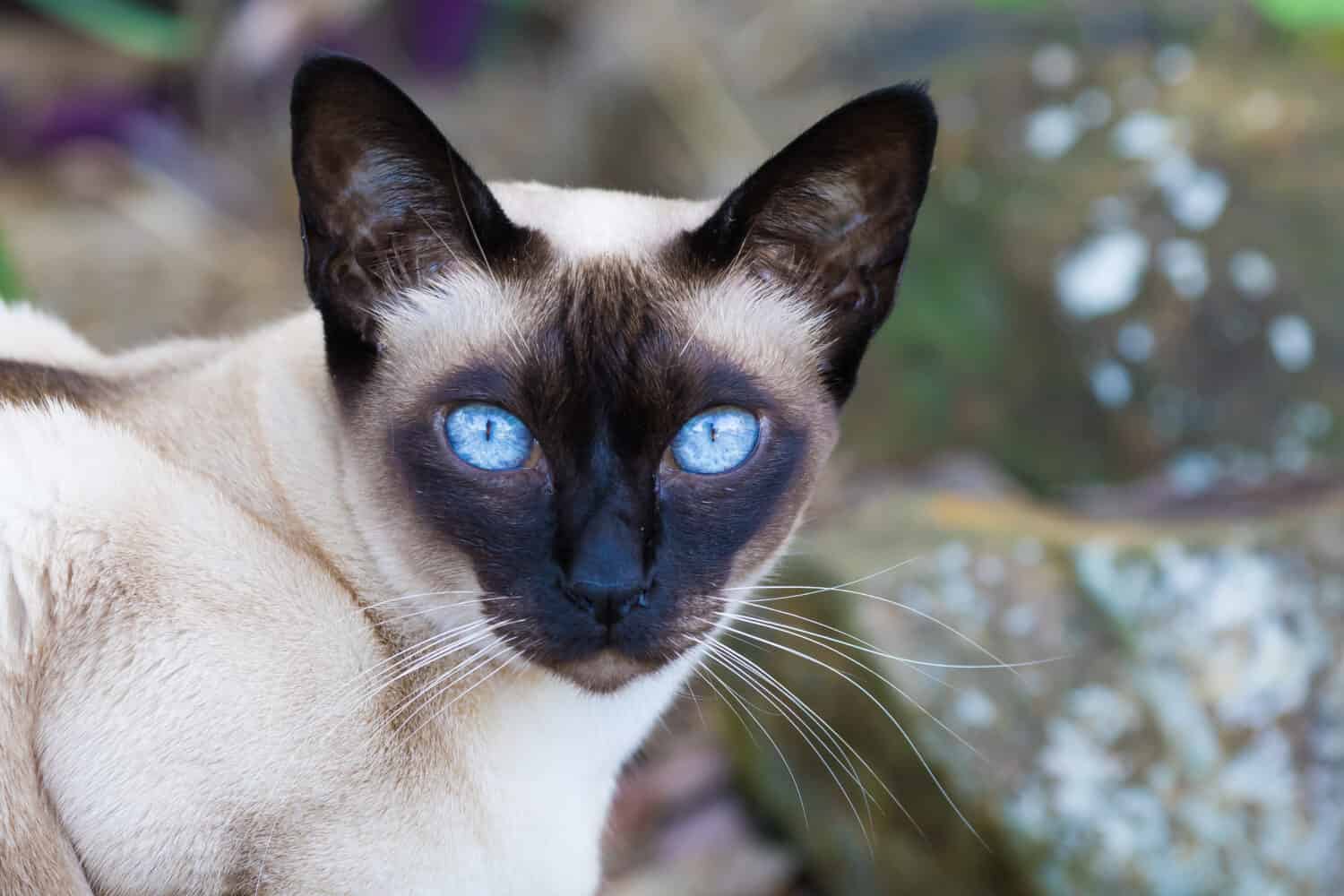 30 Purrfect Cat Facts Just in Time For Caturday