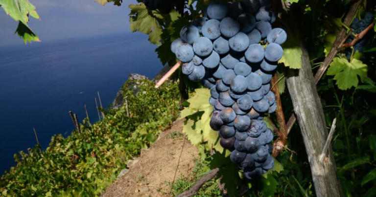 World's Wine-Growing Regions Face Catastrophe With Climate Change ...