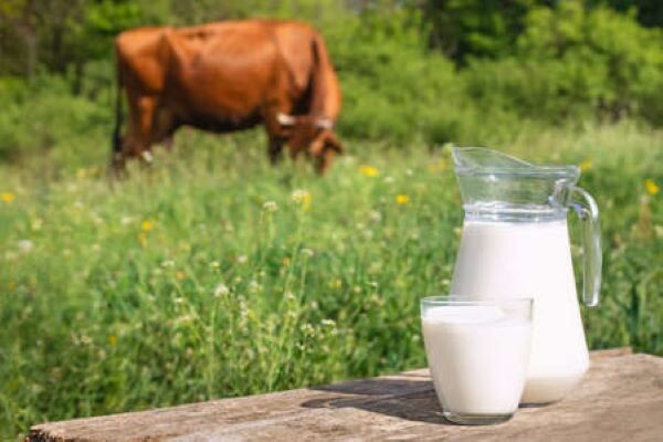 유전자 조작 젖소 우유에서 인간 인슐린 확인