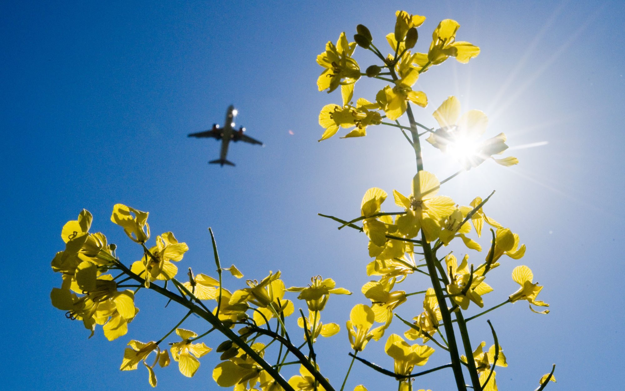 will carbon cost of flights to australasia put off long-haul tourists? is great barrier reef bleaching a turn-off too?