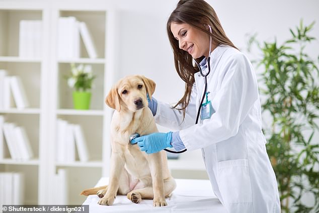 canine parvovirus warning issued for latrobe valley, victoria after virus kills 10 dogs