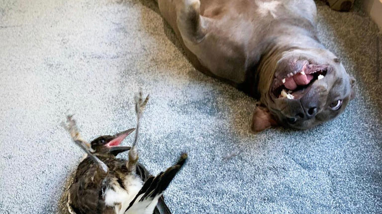 Rescue magpie Molly and Peggy the Staffy having a laugh. (Supplied: Juliette Wells)
