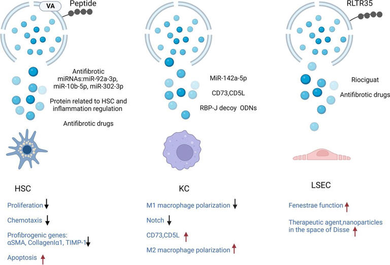 Liver fibrosis, non-parenchymal cells and the promise of exosome therapy