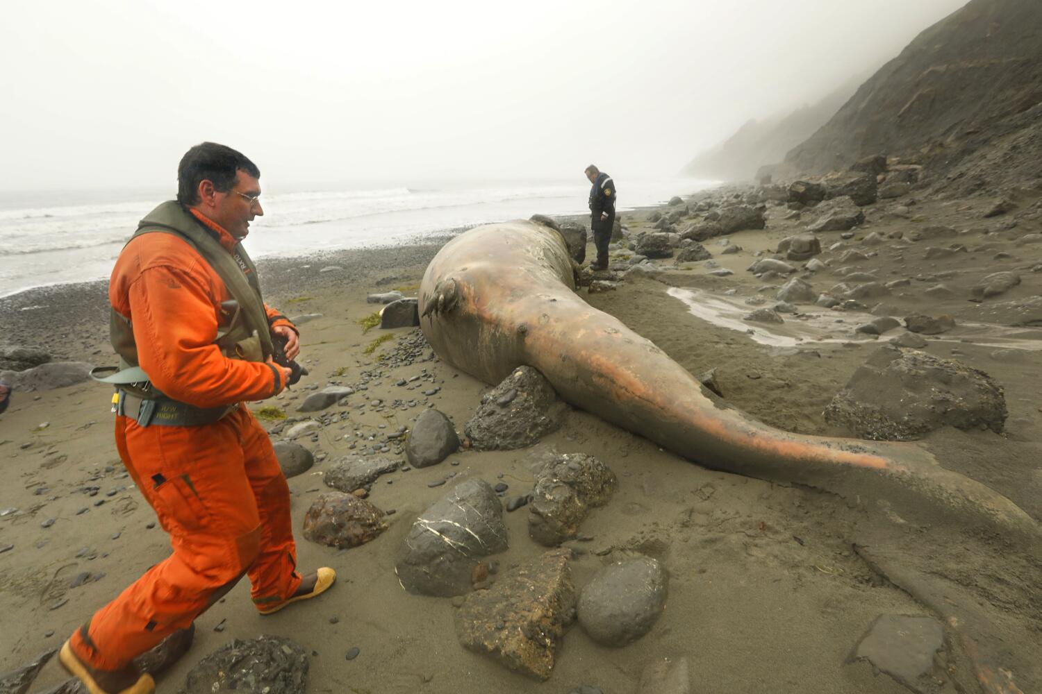 starvation has decimated gray whales off the pacific coast. can the giants ever recover?