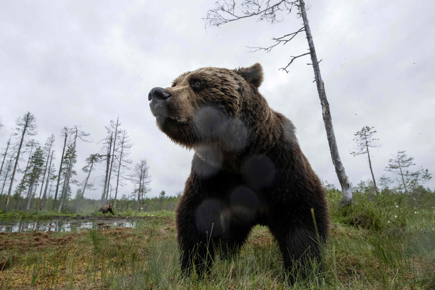 eftersøgt bjørn er blevet skudt i slovakiet