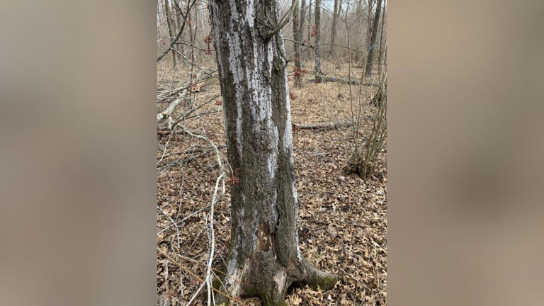 Foresters uprooting oak wilt in the Shawnee National Forest