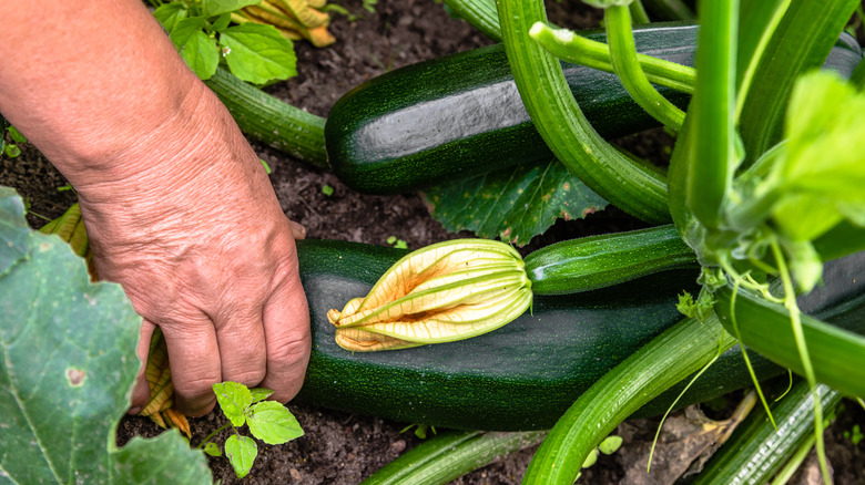 the popular herb that will make your zucchini thrive in the garden