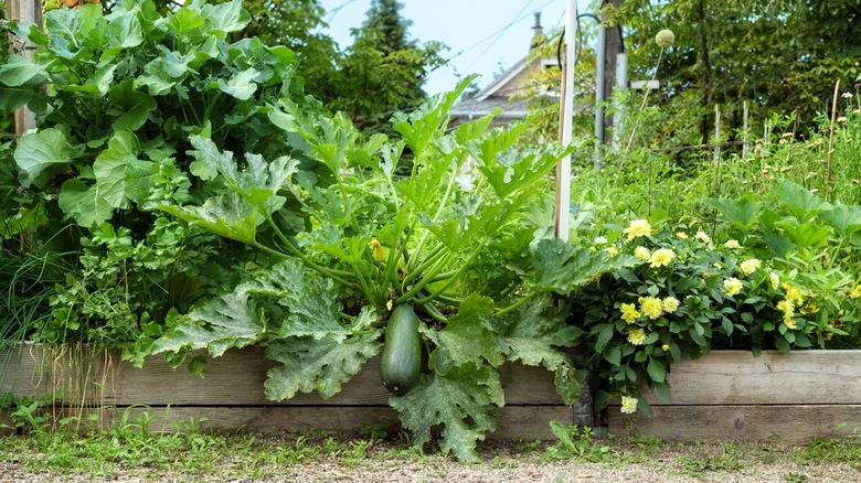 the popular herb that will make your zucchini thrive in the garden