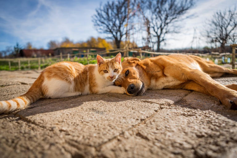 Fresno Co. fund program offering low-cost spay, neuter services