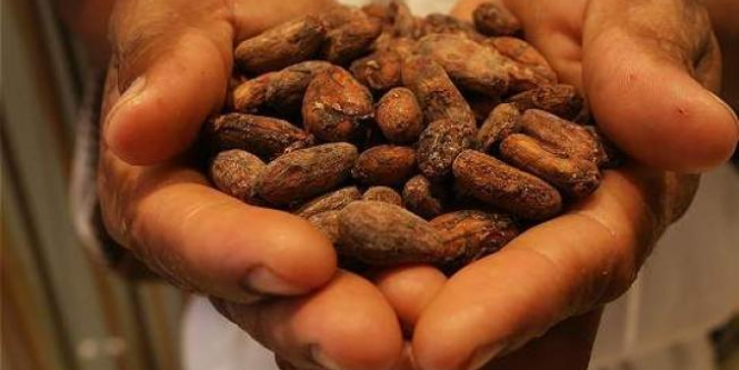 ¿precios altos del cacao podrían ser beneficiosos para la economía colombiana?