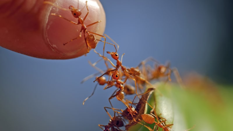 ohniví mravenci jsou téměř nezničitelní. podívejte se na jejich bolestivý útok se silným neurotoxickým jedem