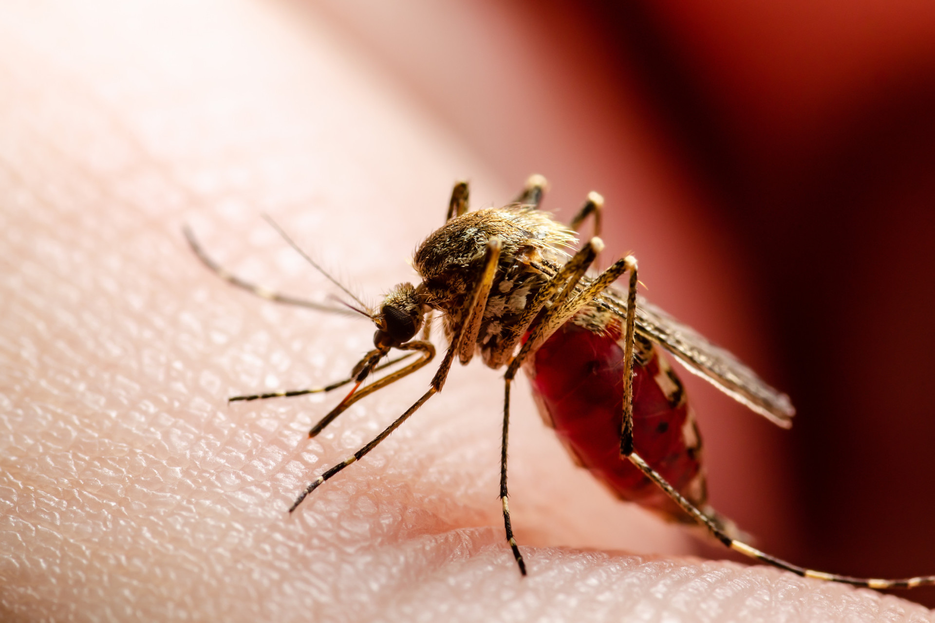 Dengue fever: should you be worried?