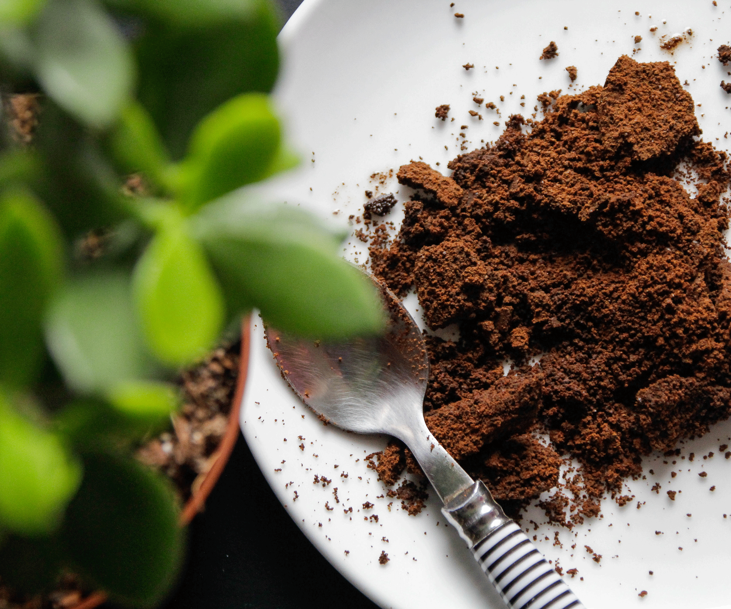 do roses like coffee grounds? we explore how this unusual waste can help your roses bloom