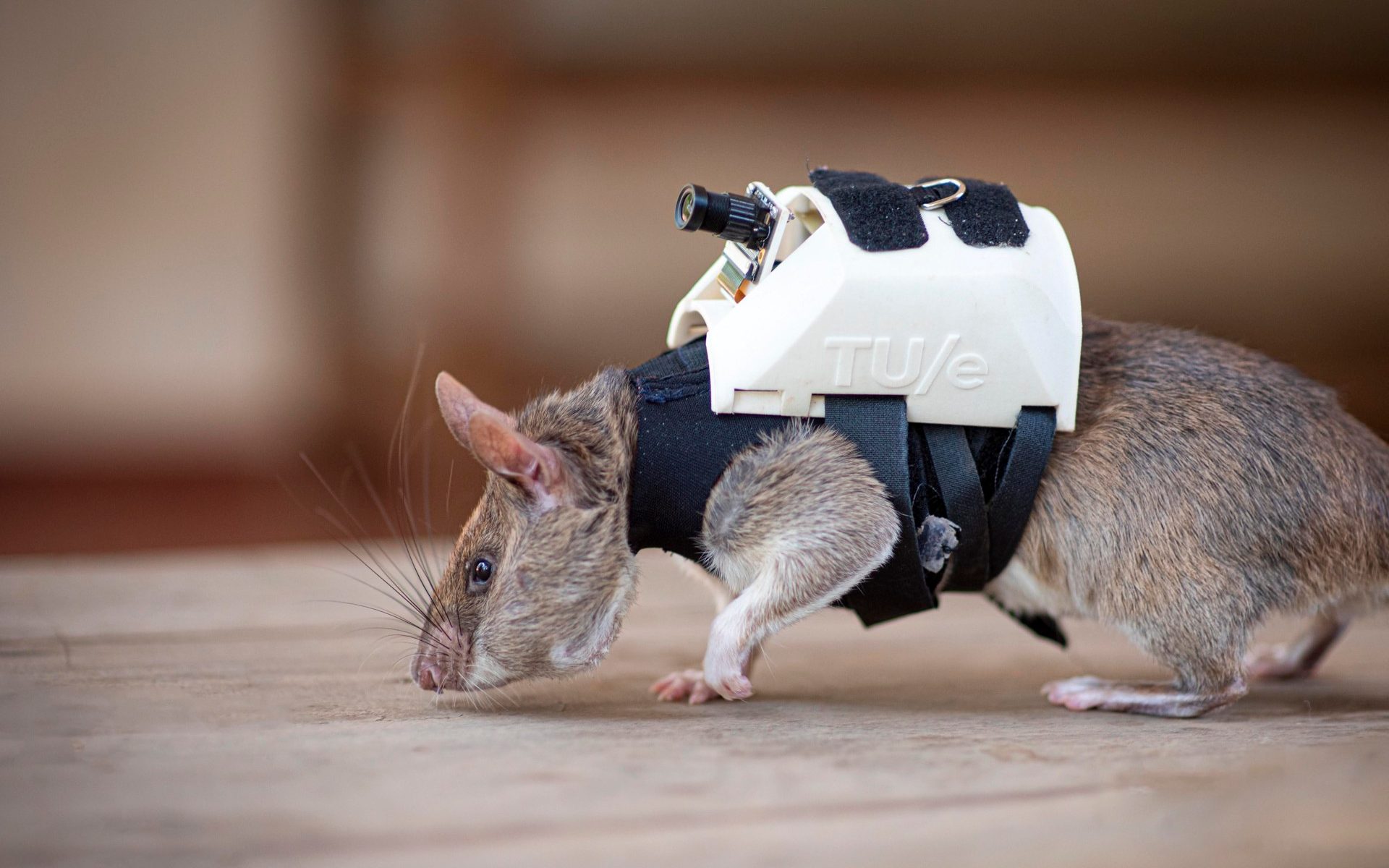 why it’s time to end our war on rats – and learn to live with them