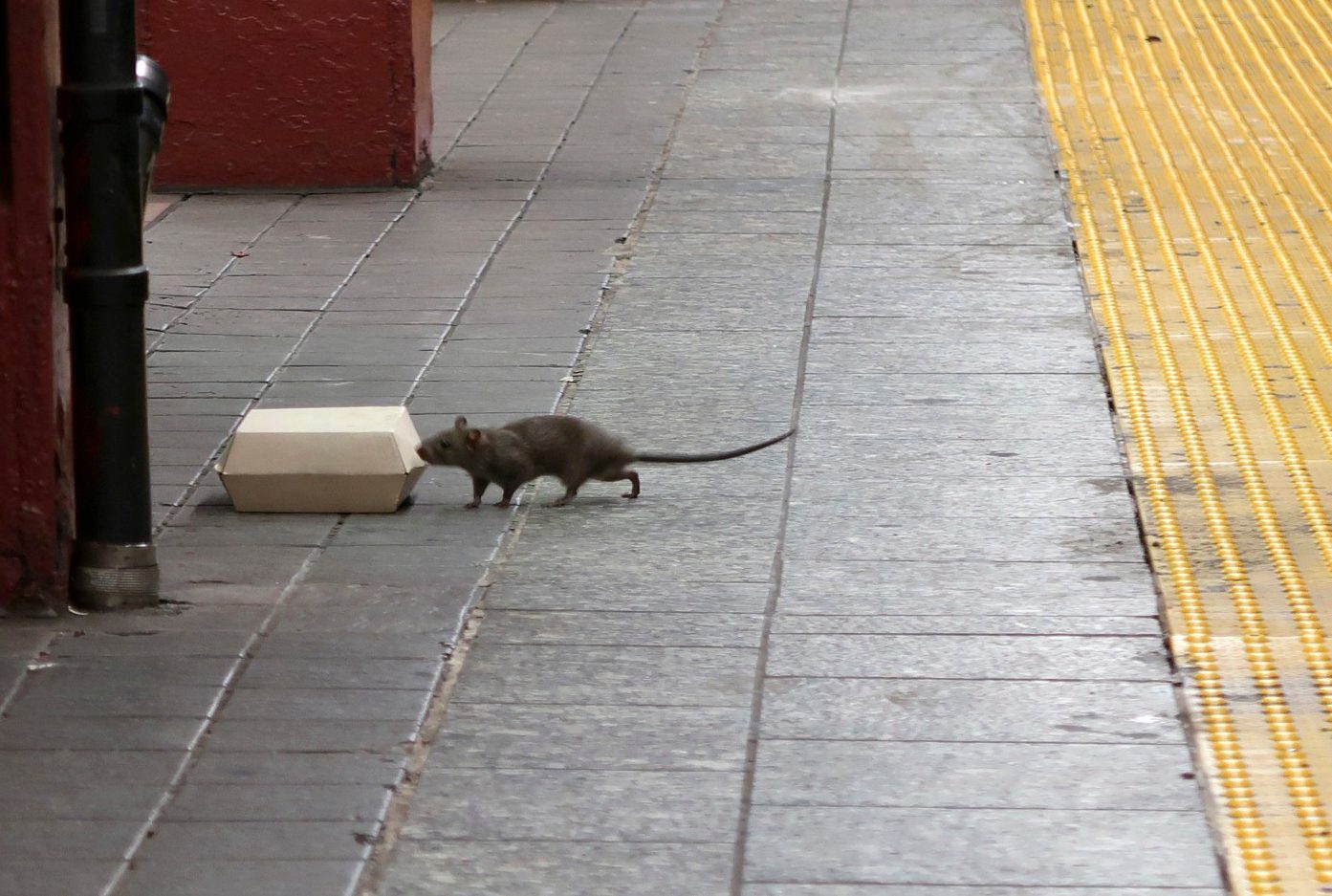 how rats are taking over – and why we should learn to love them