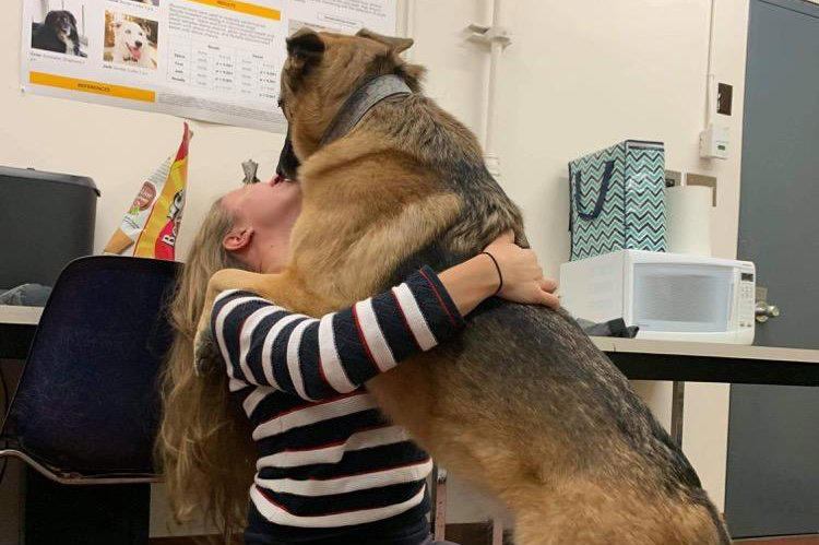 The study’s first author, Laura Kiiroja, a doctoral student at Dalhousie University in Halifax, Nova Scotia, Canada, receives a hug from Callie, a German shepherd-Belgian Malinois mix in the research lab. Laura Kiiroja