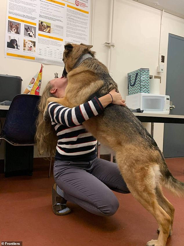 How dogs can be used to detect PTSD: Scientists train pups to sniff out ...