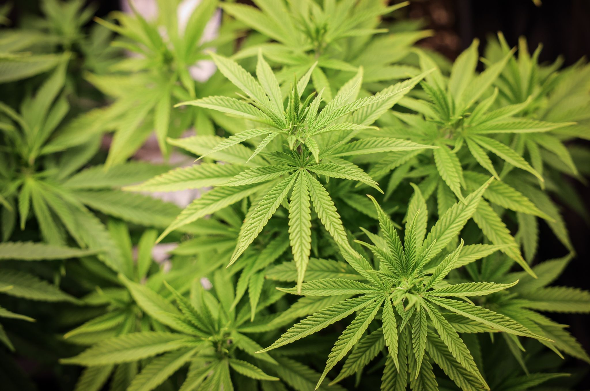 richter zu cannabis: gesetz muss nachgebessert werden
