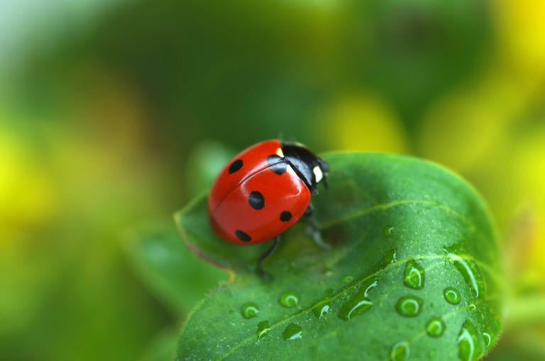 6 conseils pour attirer les coccinelles dans son jardin