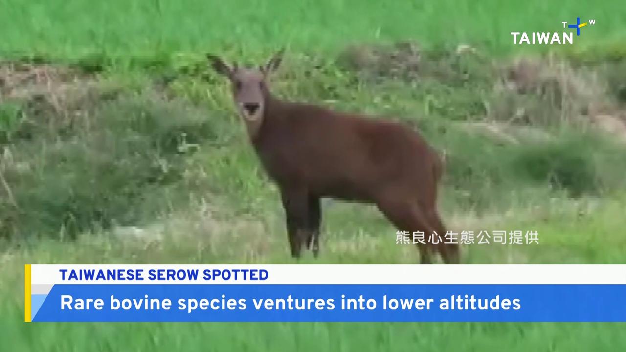 Rare Taiwanese Species Spotted at Unusually Low Altitudes - TaiwanPlus News