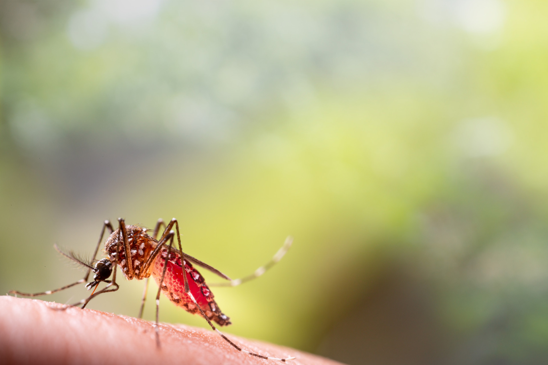 Dengue fever: should you be worried?