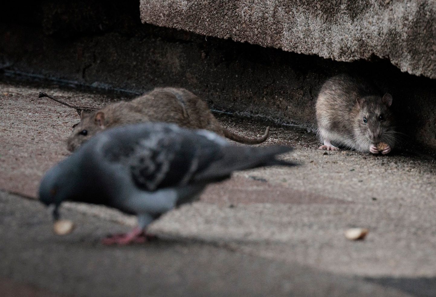 how rats are taking over – and why we should learn to love them