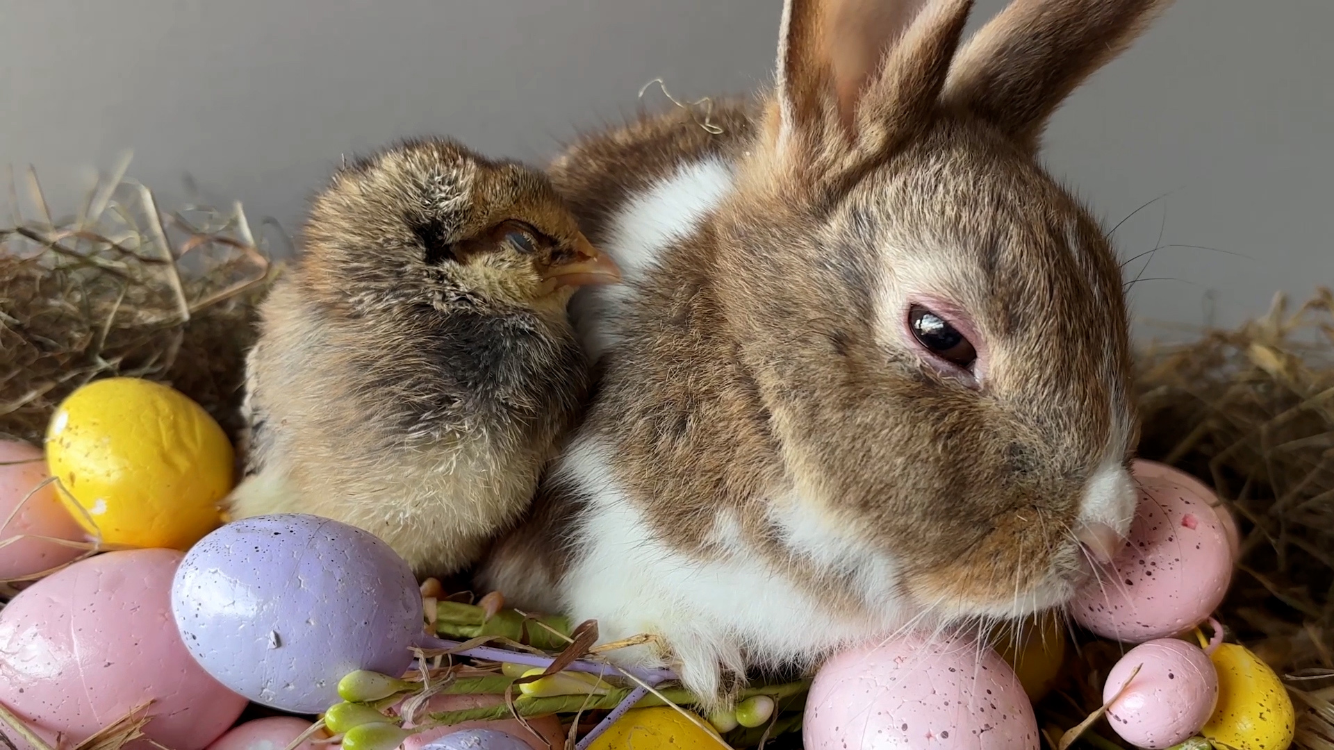 Easter Preparations Underway By Adorable Animals At Welsh Farm