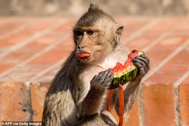 rampaging monkey gangs terrorise thai tourist town as cops arm themselves with slingshots and tranquiliser guns to combat 'dangerous' primates