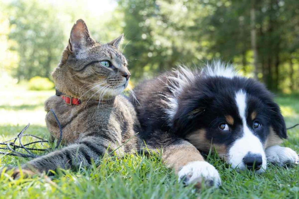 ¡protege a tus michis y lomitos del calor! cómo cuidar a tus mascotas de las altas temperaturas