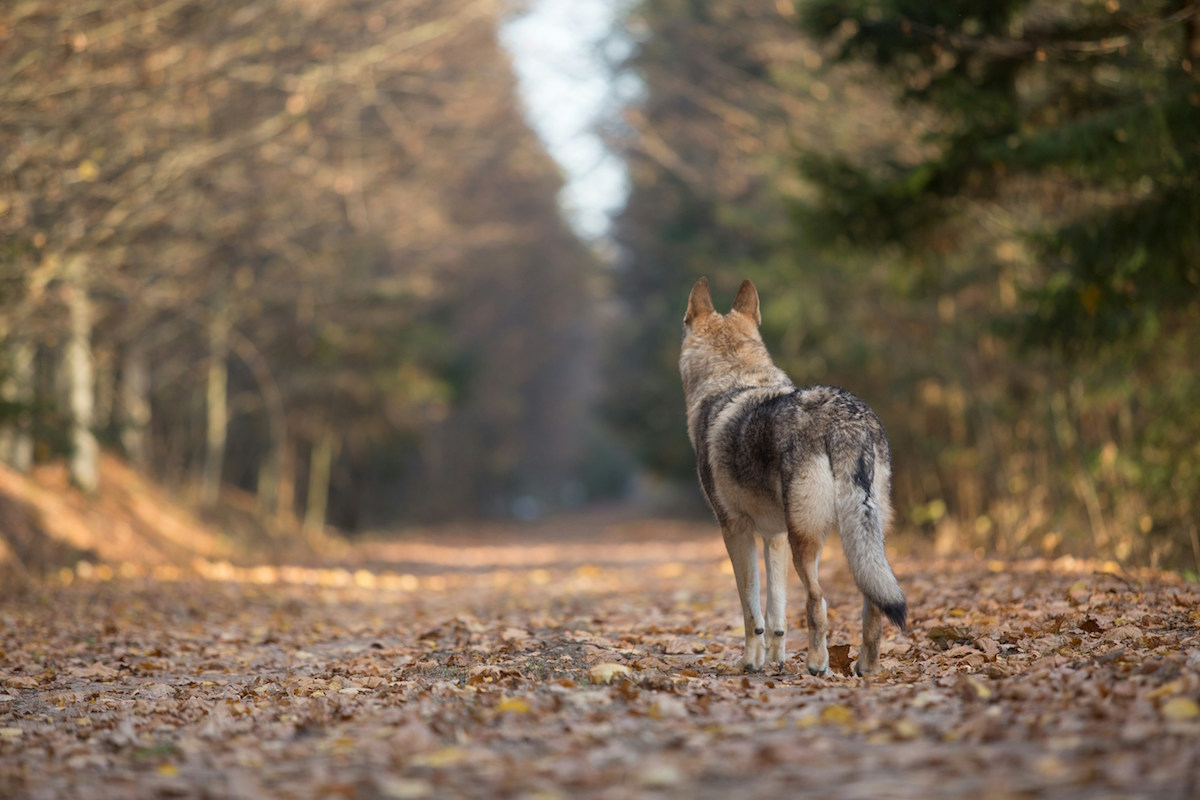 wilczaki opanowały europę. czy „wilki hybrydowe” staną się zagrożeniem?