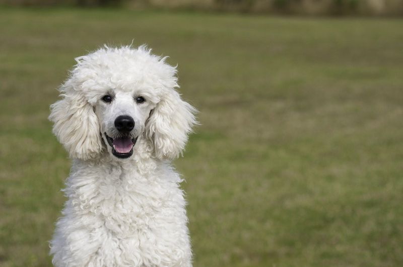 10 healthiest dog breeds you can own