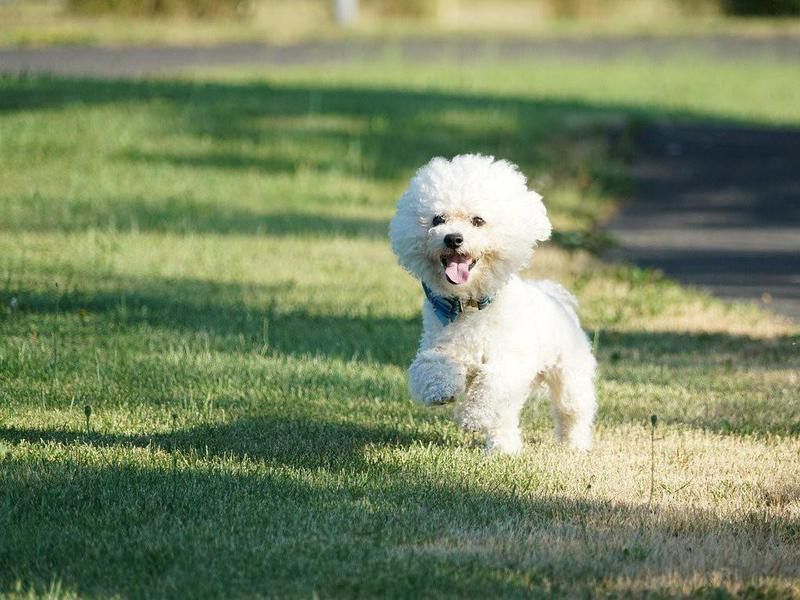 10 healthiest dog breeds you can own