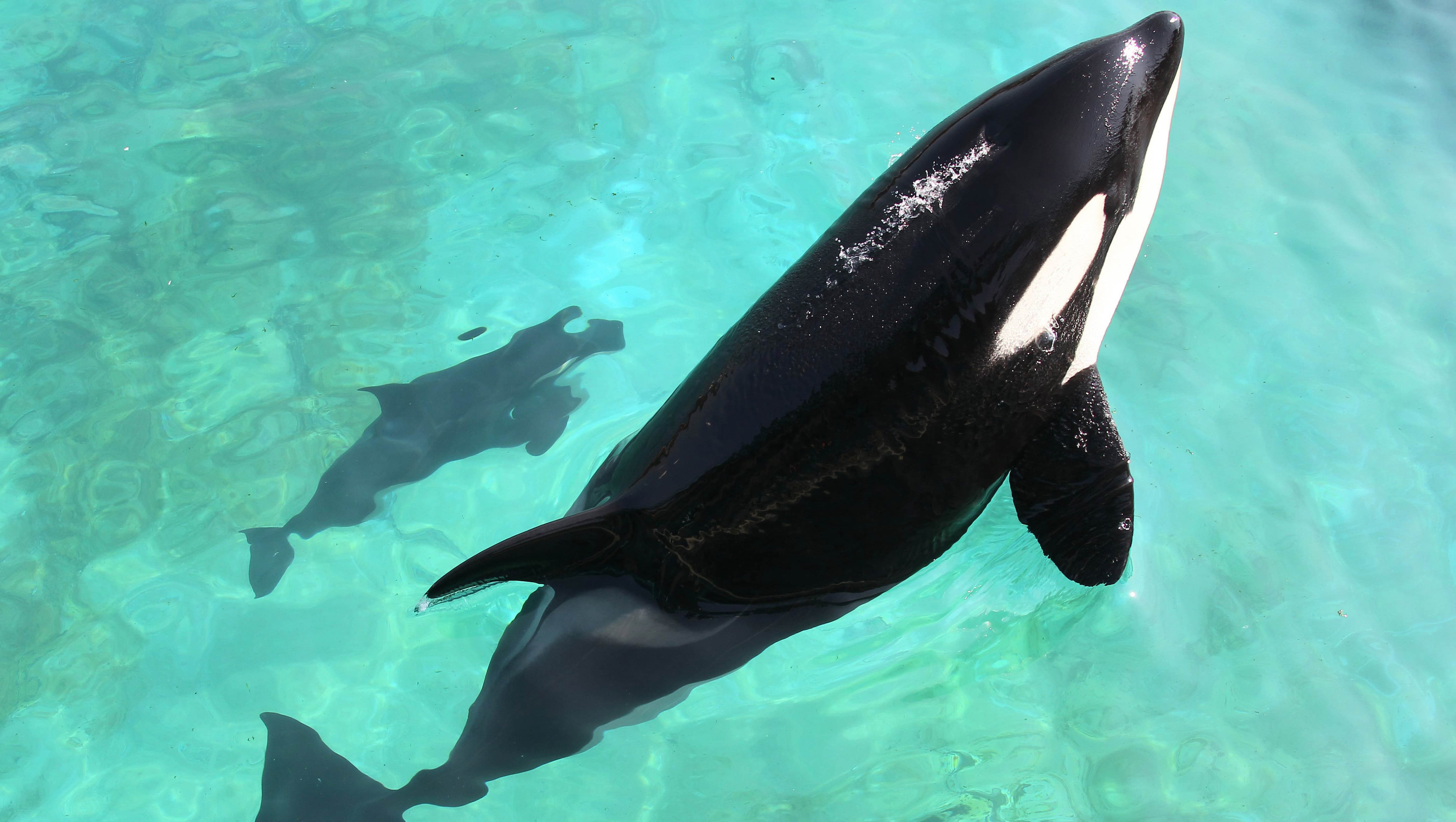 marineland: une orque est morte à antibes, la deuxième en cinq mois