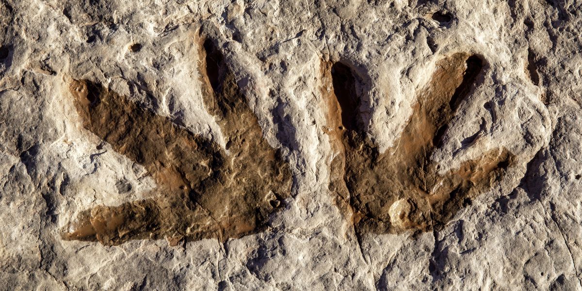 archaeologists discovered new dinosaur footprints—and mysterious symbols next to them
