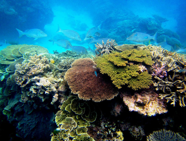 As climate change and pollution imperil coral reefs, scientists are ...