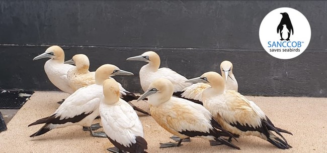 urgent rescue efforts under way for oiled cape gannets in south africa
