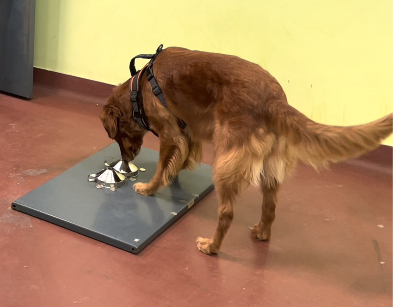 stress-detecting dogs learn to sniff out ptsd