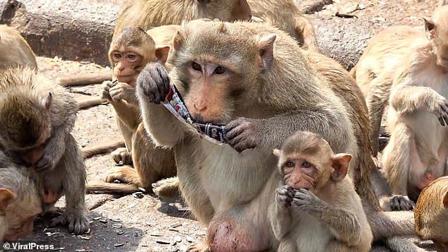 rampaging monkey gangs terrorise thai tourist town as cops arm themselves with slingshots and tranquiliser guns to combat 'dangerous' primates