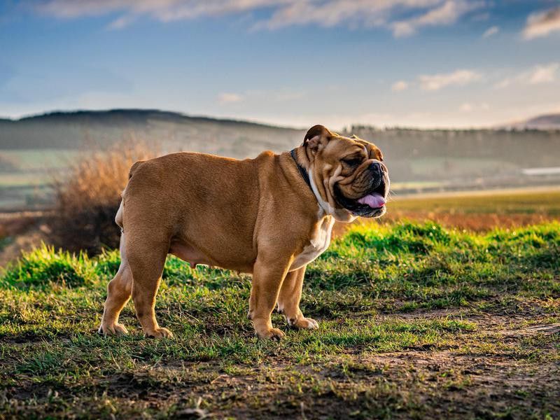 35 dog breeds that live well with cats