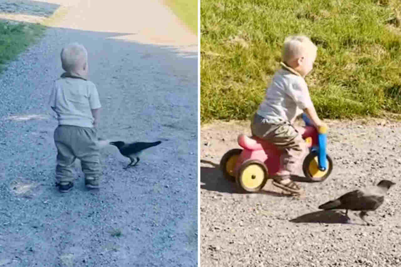sött video: 2-årig pojke och kråka är bästa vänner