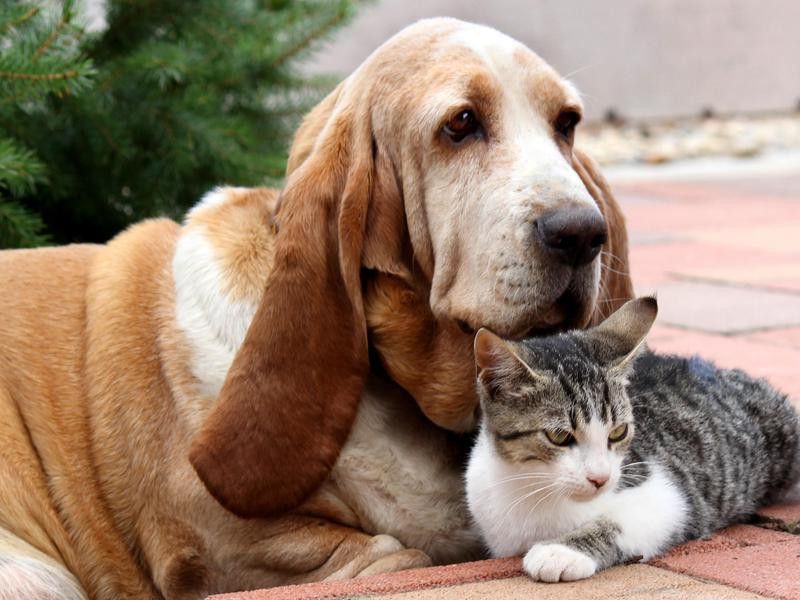 35 dog breeds that live well with cats
