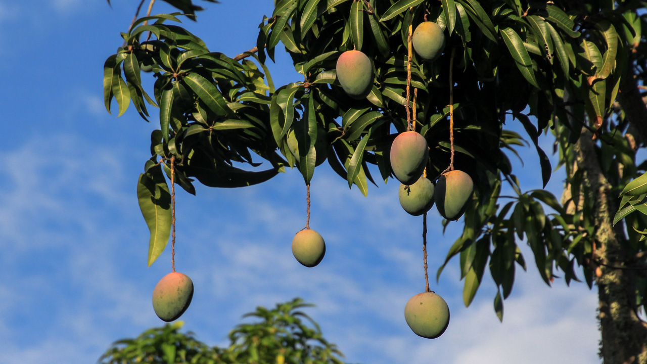 wie wachsen eigentlich erdnüsse und mangos?